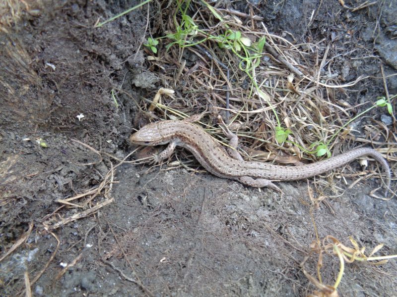 Lacertidae: Zootoca vivipara?